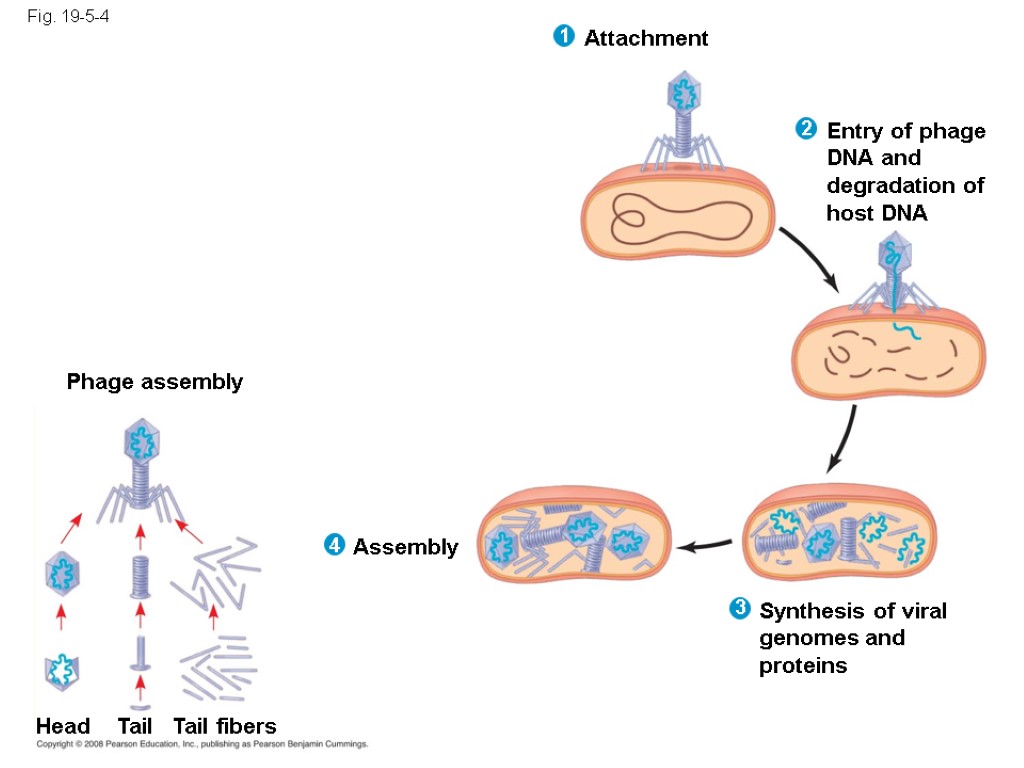 Fig. 19-5-4 Phage assembly Assembly Synthesis of viral genomes and proteins Entry of phage